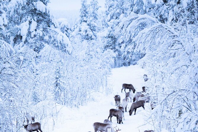 Aurora Hunting with Reindeer Caravan - Waiting for the aurora away from city lights