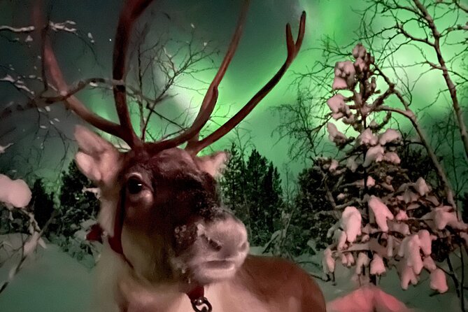 Aurora Hunting with Reindeer Caravan - Warming up beside the fire