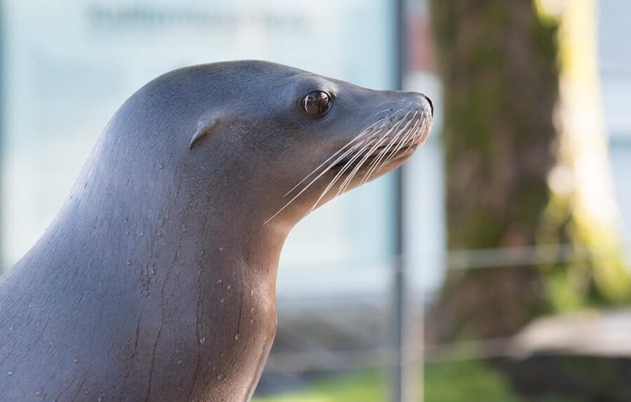 Bergen: Bergen Aquarium Entry Ticket - Penguins and sea lions bring the visit to life