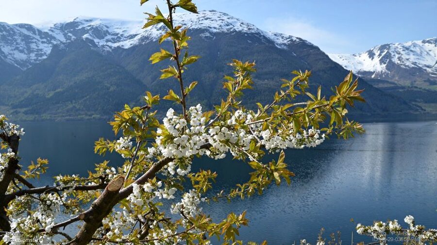 Bergen: Hardangerfjord, Voss Gondola & 3 Great Waterfalls - Steinsdalsfossen and the path behind the water