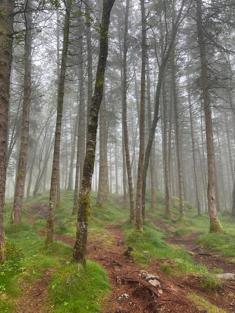 Bergen Magical Nature Tour | ViFlowExperience - The value of $251