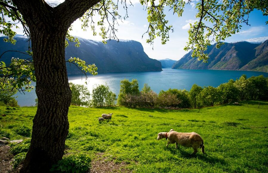 Bergen: Viking Village, Nærøyfjord Cruise & Flåm Railway - Is $418 a fair price?