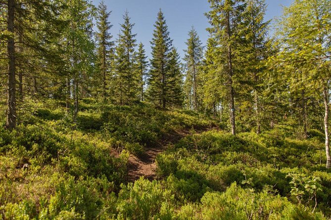 Best View of the Oslofjord Hike - Why Vettakollen gives Oslo its best angle