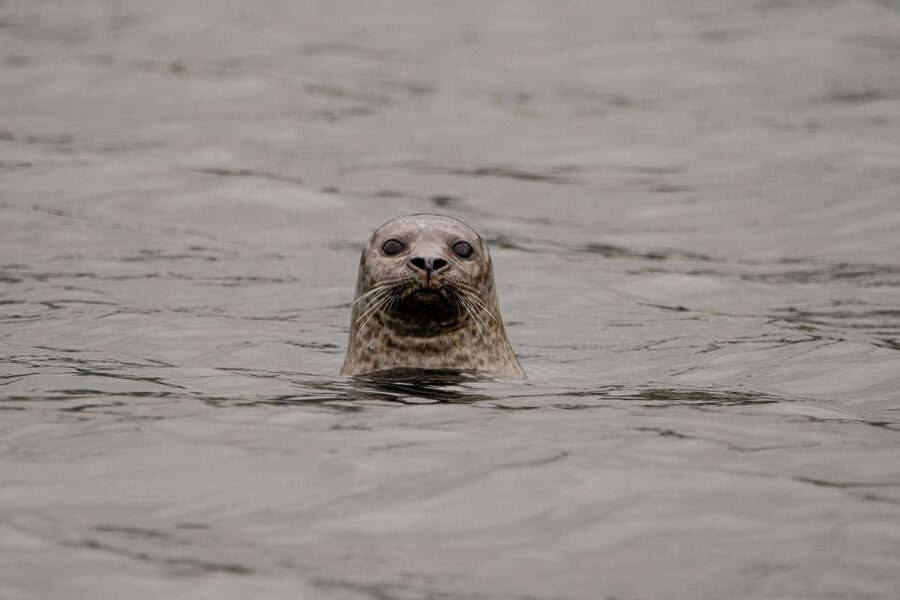 Bleik: Whale Watching by Speedboat with Puffins and Muffins - Key points to know before you book