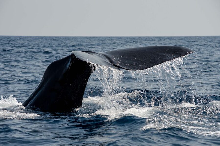 Bleik: Whale Watching by Speedboat with Puffins and Muffins - Who should book this Bleik wildlife trip?