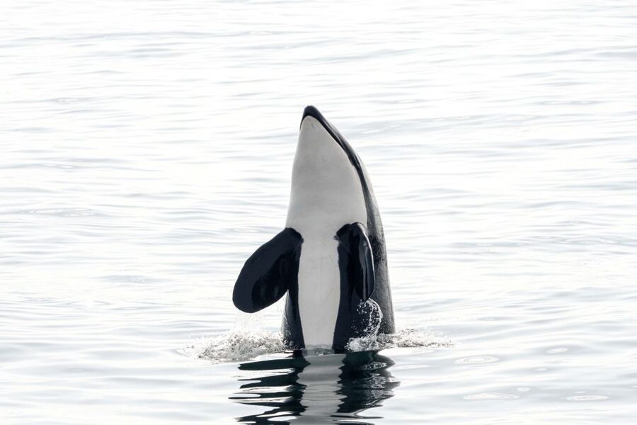 Bleik: Whale Watching by Speedboat with Puffins and Muffins - From Andenes to Bleik Marina in 10 minutes