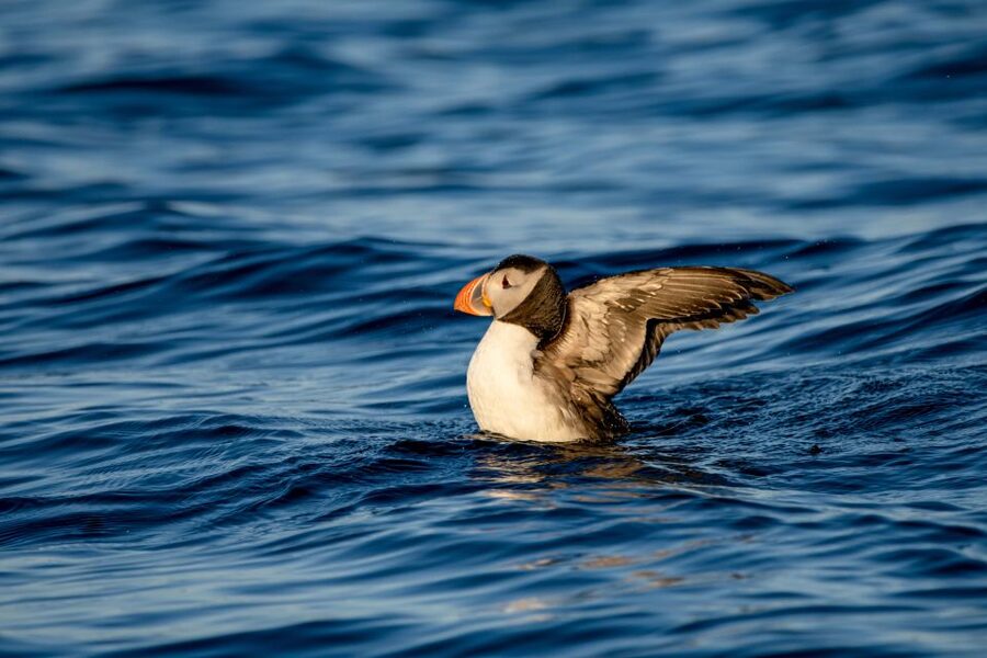 Bleik: Whale Watching by Speedboat with Puffins and Muffins - Watching whales from a small, fast boat