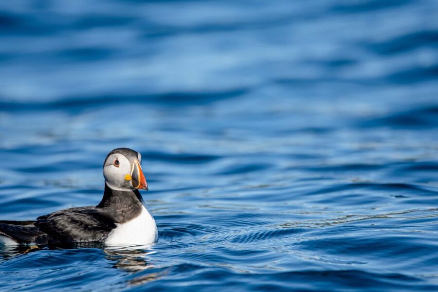 Bleik: Whale Watching by Speedboat with Puffins and Muffins - Puffin cliffs, sea eagles, and the second half of the search