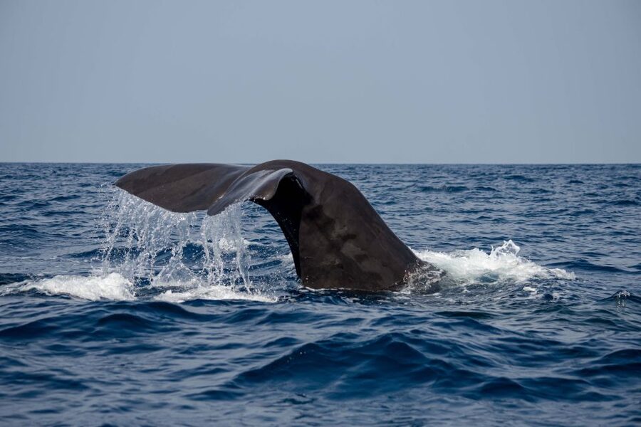 Bleik: Whale Watching by Speedboat with Puffins and Muffins - What the guide adds to the experience