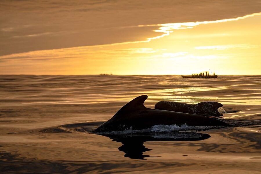 Bleik: Whale Watching by Speedboat with Puffins and Muffins - Tea, coffee, muffins, and the value of $199
