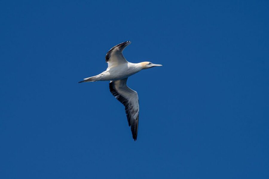 Bleik: Whale Watching by Speedboat with Puffins and Muffins - Choosing between the 10:00 and 21:00 departures