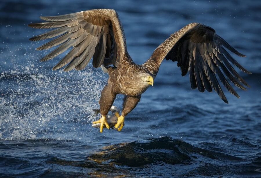 Bodø: Saltstraumen Sea Eagle Trip by RIB - Practical advice for a warmer, better outing
