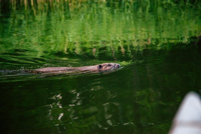 Canoe adventure in Stockholm Archipelago - Who should book this Bogesund outing?