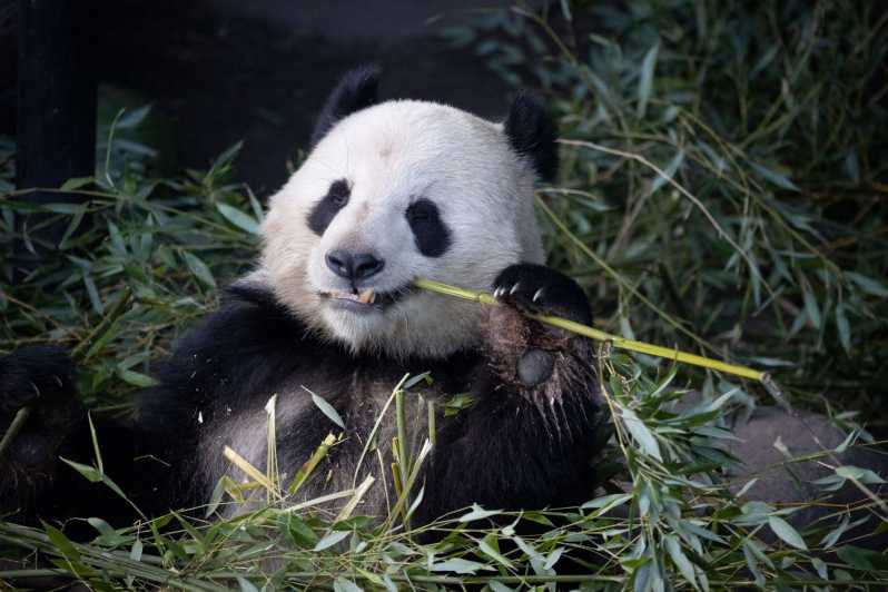 Copenhagen: Copenhagen Zoo Entry Ticket - The Panda House and Copenhagen’s Must-See Animals
