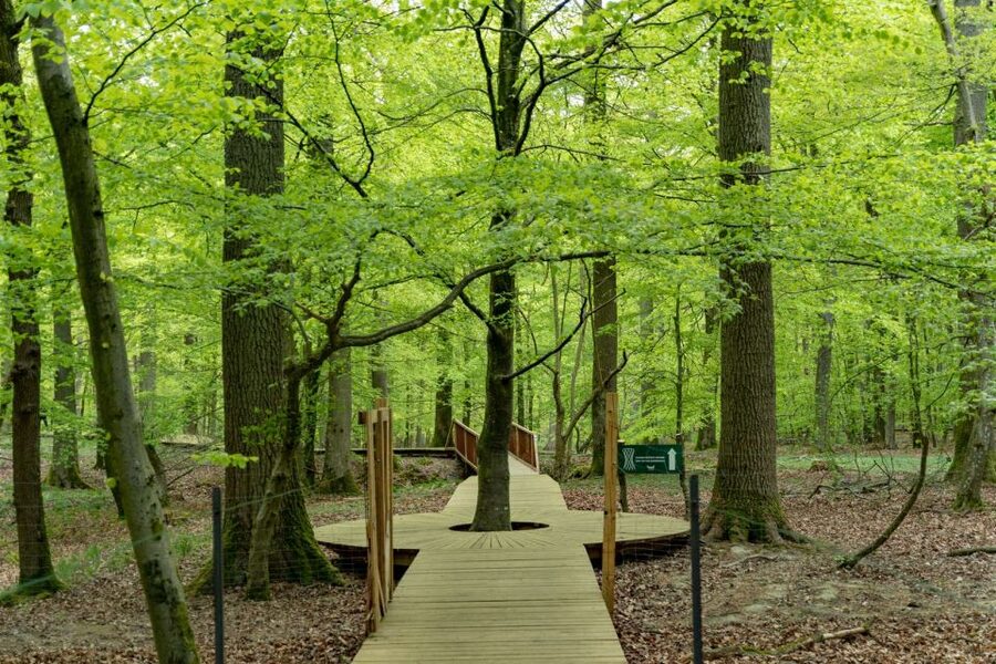 Copenhagen: The Forest Tower & Forgotten Giants Trolls Trip - Meeting Hill Top Trine