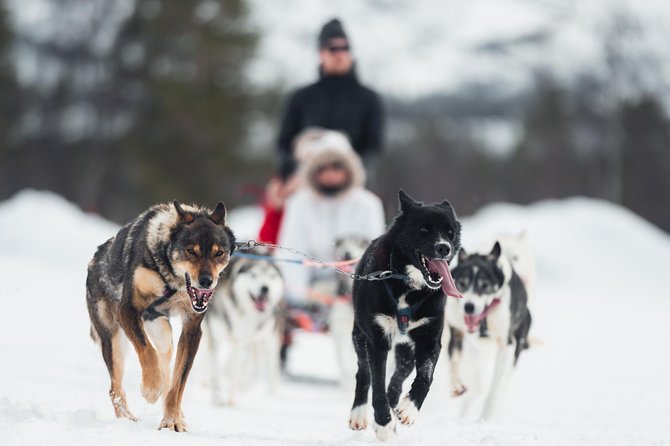 Dog Sled Tour and Husky Cuddles - Key points before you book