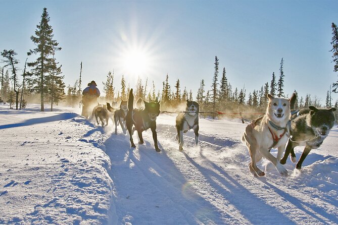 Dogsled Adventure Kiruna - A husky ride outside Kiruna, not just a quick spin
