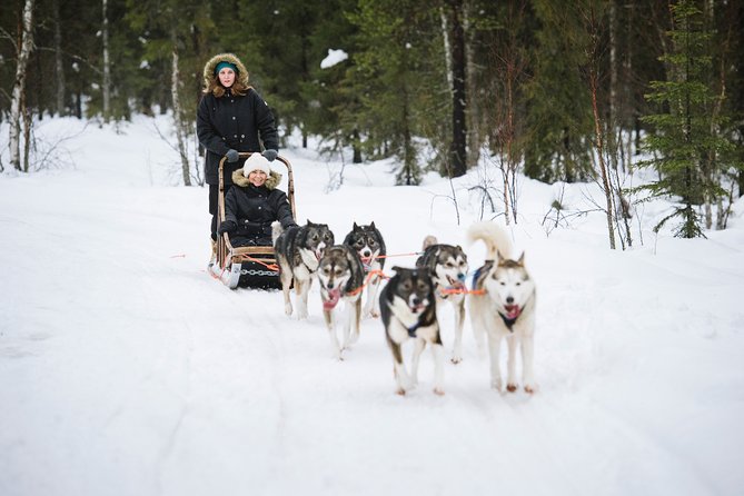 Dogsled Adventure Kiruna - A warm break with Swedish fika in the forest