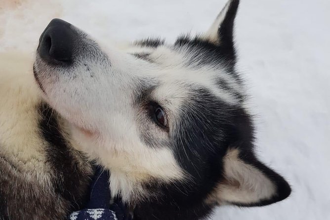 Dogsled Adventure Kiruna - What to wear for Kiruna winter
