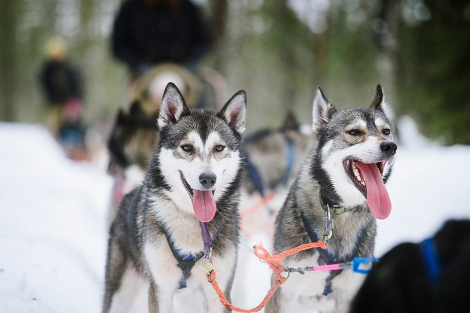 Dogsled Adventure Kiruna - Small groups make the experience easier