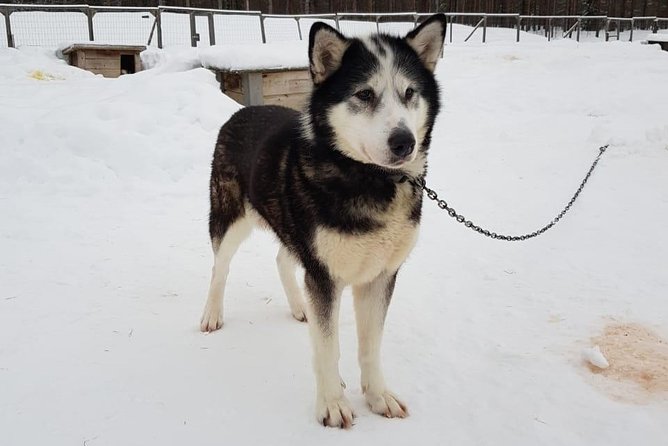 Dogsled Adventure Kiruna - Who will enjoy this most?