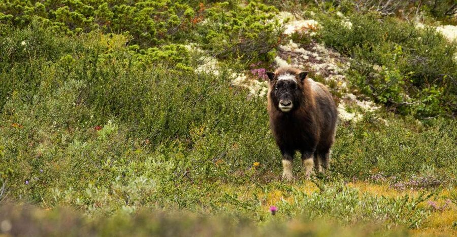 Dovrefjell National Park: Hiking Tour and Musk Ox Safari - Key points to know before booking
