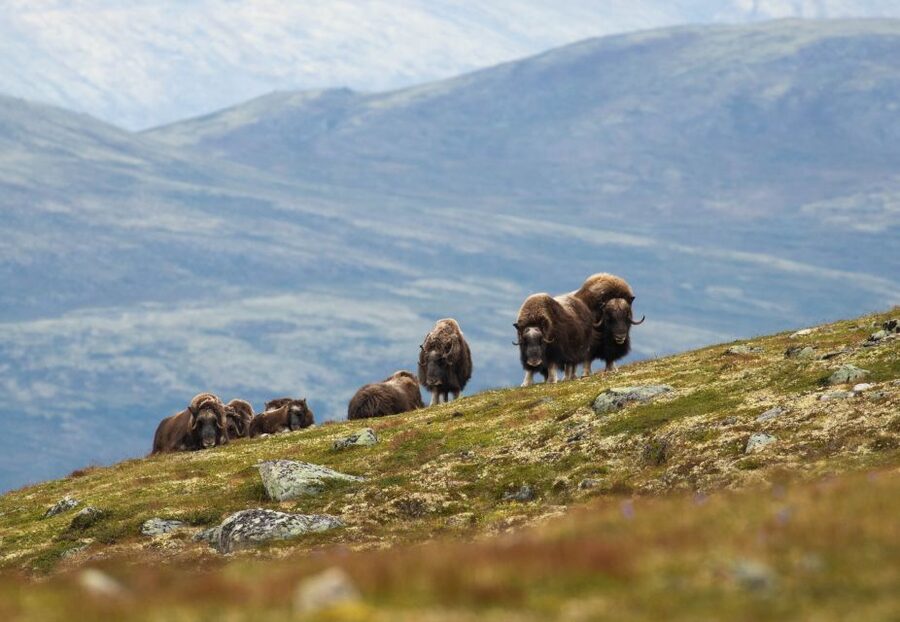 Dovrefjell National Park: Hiking Tour and Musk Ox Safari - Why the musk ox search is worth your time