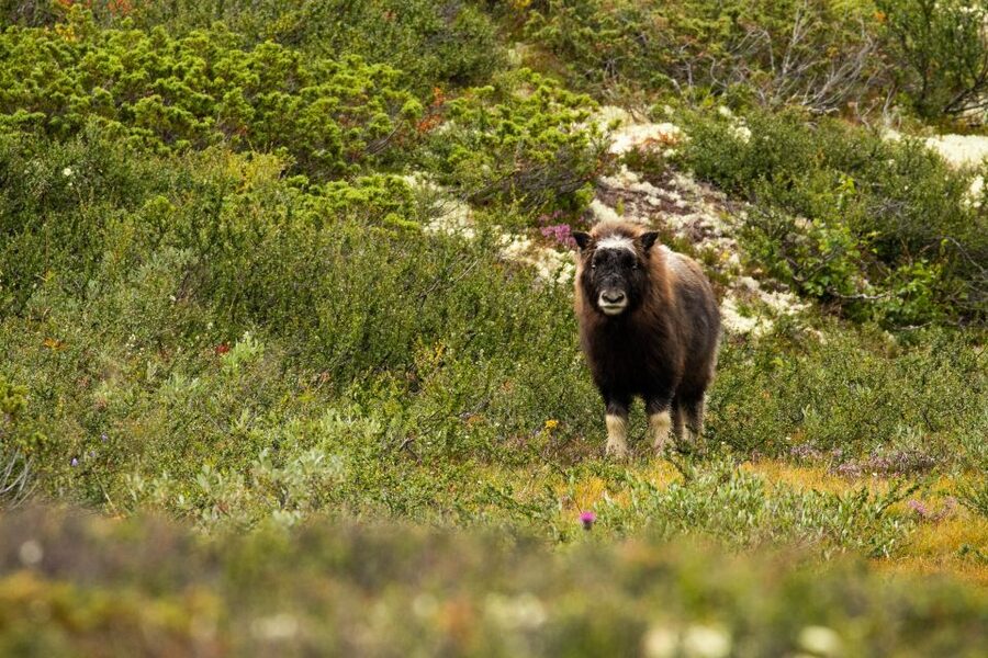 Dovrefjell National Park: Hiking Tour and Musk Ox Safari - Watching musk ox from 200 meters