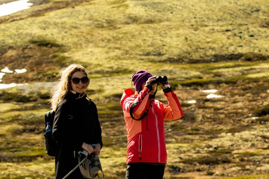 Dovrefjell National Park: Hiking Tour and Musk Ox Safari - Guides who shape the day
