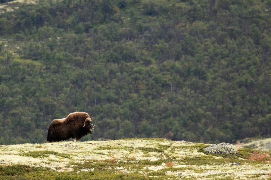 Dovrefjell National Park: Hiking Tour and Musk Ox Safari - Weather, food, and clothing