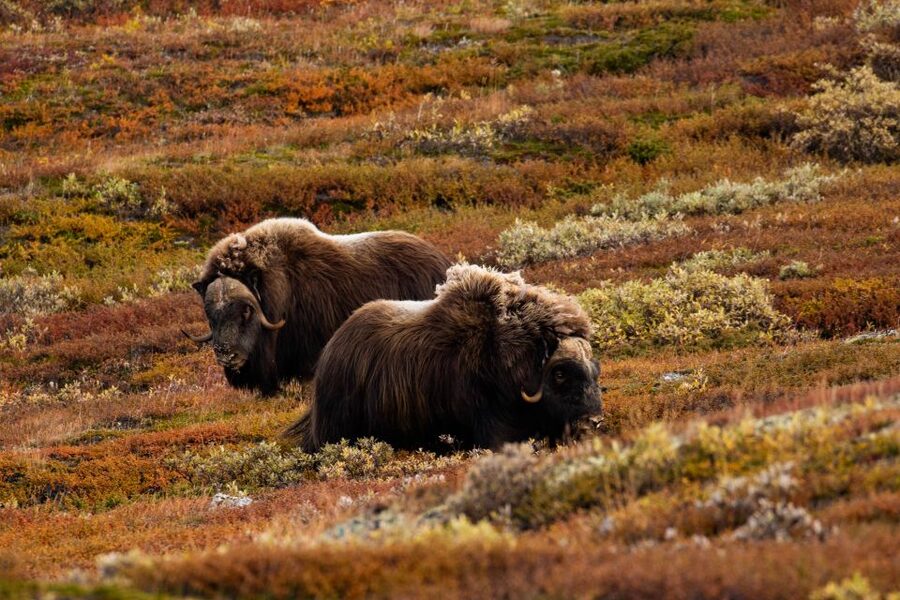 Dovrefjell National Park: Hiking Tour and Musk Ox Safari - Practical timing for a day in Dovrefjell