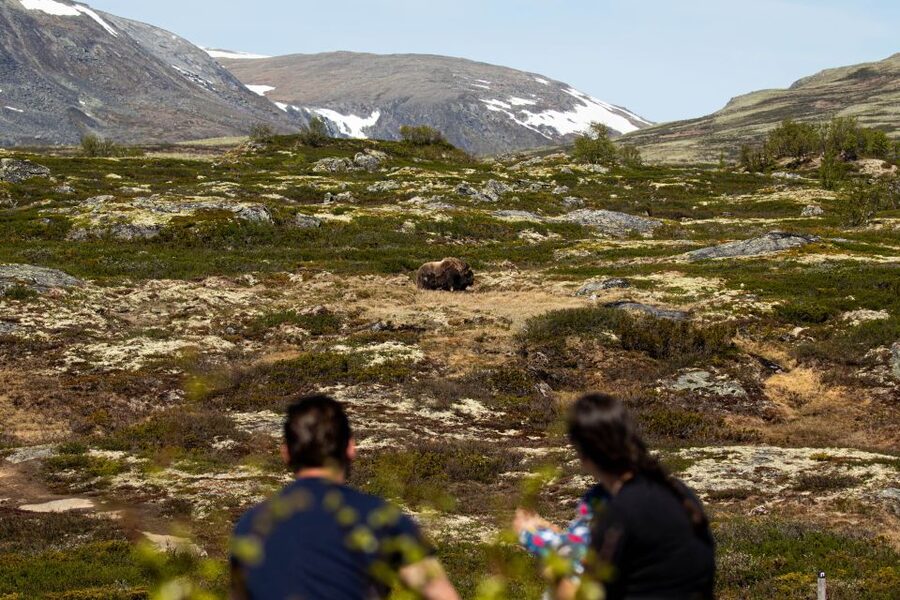 Dovrefjell National Park: Hiking Tour and Musk Ox Safari - Starting at Hjerkinn at 9:45