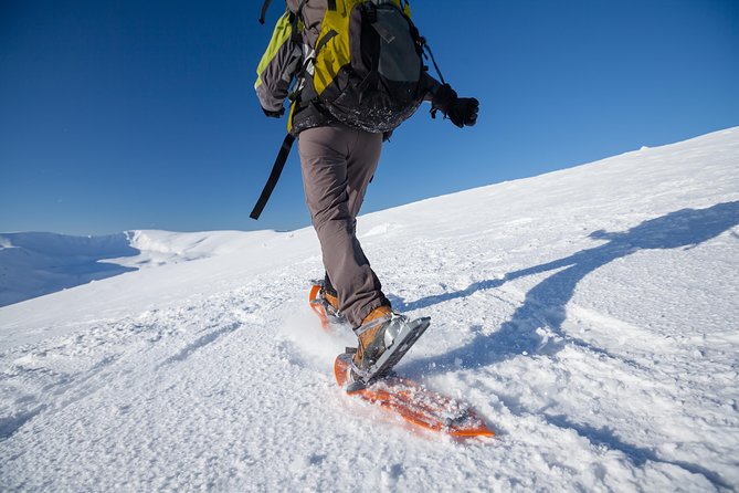 Eco friendly snowshoeing in Scenic Landscape - Polaria: a quick look at Arctic sea life