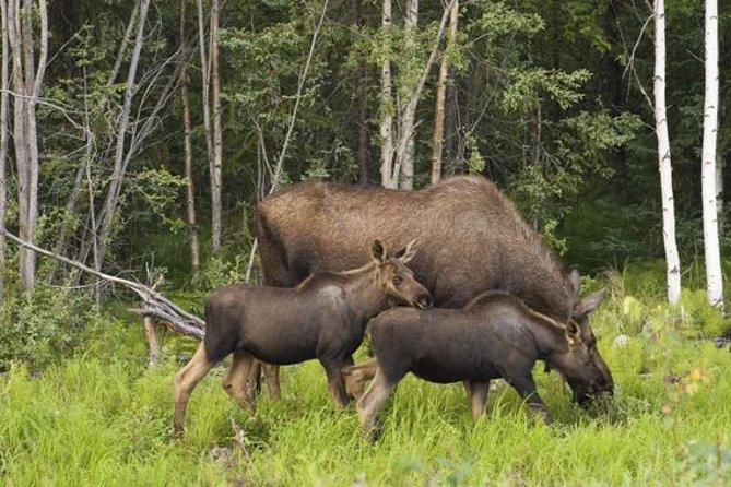Evening Wildlife Safari from Stockholm - Weather, darkness, and comfort in the van