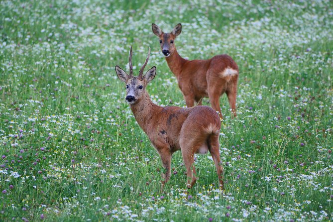 Evening Wildlife Safari from Stockholm - Who will enjoy this evening most?