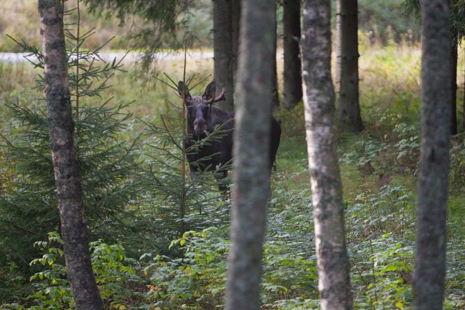 Evening Wildlife Safari Stockholm - Who will enjoy this safari most