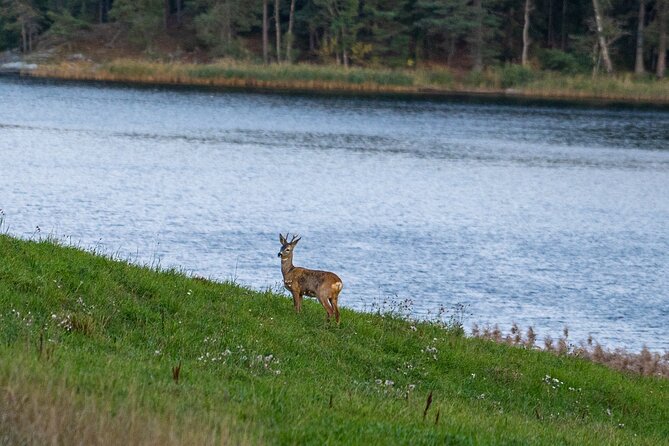 Evening Wildlife Safari with Campfire Dinner from Stockholm - Key things to know before you book