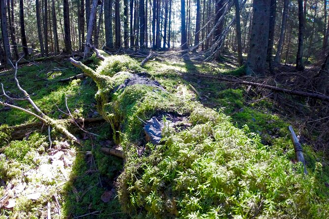 Evening Wildlife Safari with Campfire Dinner from Stockholm - The dusk search for moose, deer, and wild boar