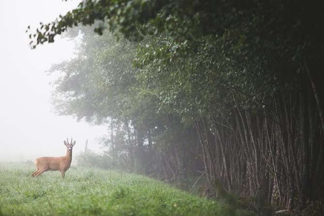 Evening Wildlife Safari with Campfire Dinner from Stockholm - Why the small group and guide matter