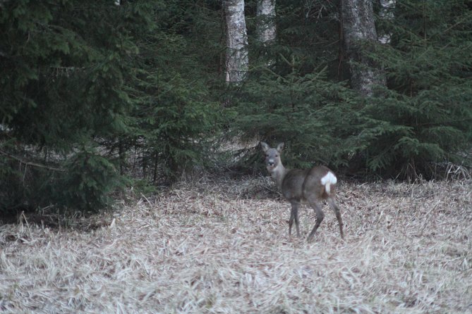 Evening Wildlife Safari with Campfire Dinner from Stockholm - Who will enjoy this evening most