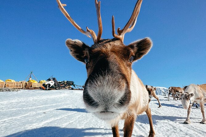 Exclusive Reindeers Experience in small groups, Tromso - Key points at a glance