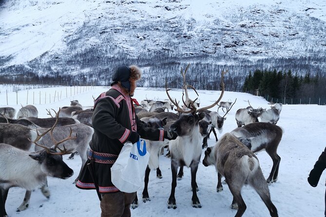 Exclusive Reindeers Experience in small groups, Tromso - Feeding reindeer in the snow