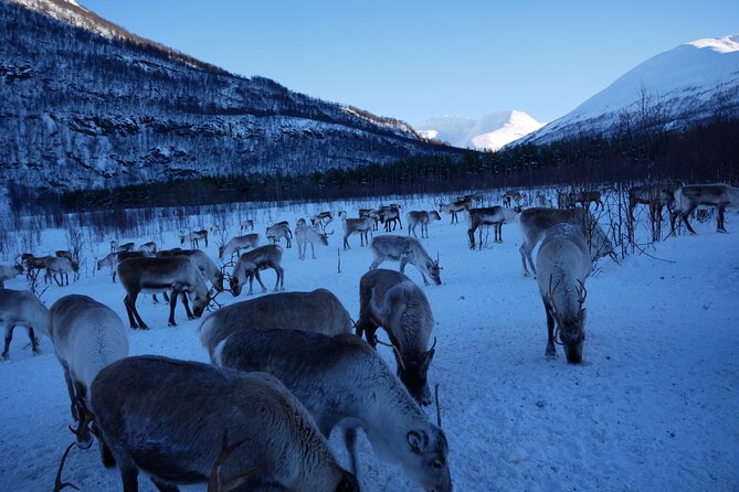 Exclusive Reindeers Experience in small groups, Tromso - Lasso practice, if the clock allows