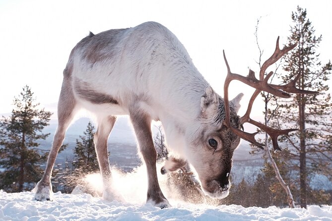 Exclusive Reindeers Experience in small groups, Tromso - Why the small group makes a difference