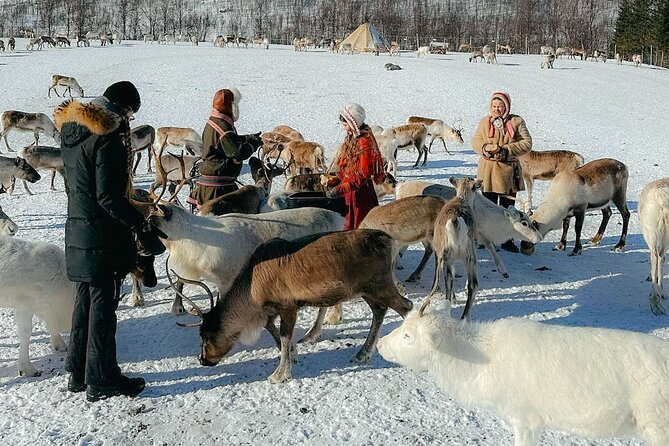 Exclusive Reindeers Experience in small groups, Tromso - Meeting a Sámi family at the reindeer camp