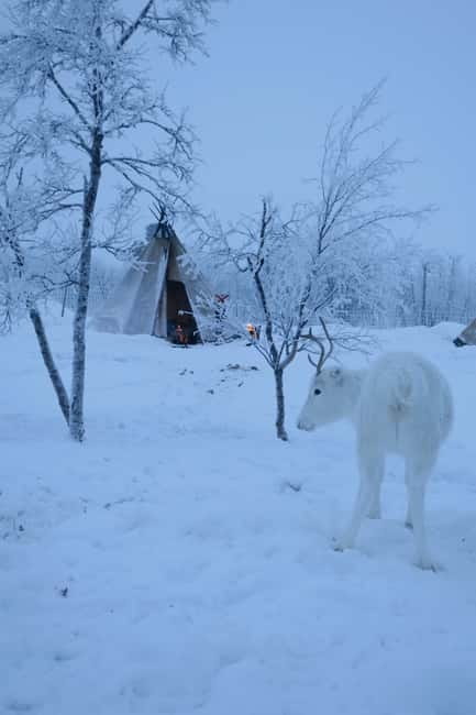 Experience the majestic Auroras Kiruna-Abisko & lodge dinner - Arctic clothes make the five-hour outing easier
