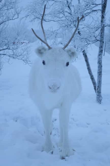 Experience the majestic Auroras Kiruna-Abisko & lodge dinner - Weather, cancellations, and the risk you accept