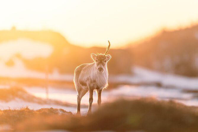 Explore the Norwegian Fjords and the Wildlife From Abisko - Crossing from Abisko into Norway