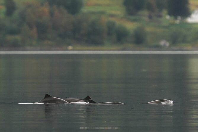 Explore the Norwegian Fjords and the Wildlife From Abisko - Weather, timing, and what to expect