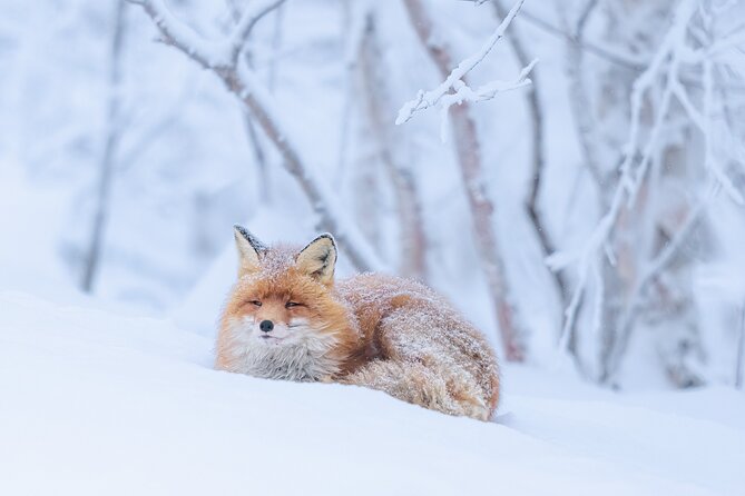 Explore the Norwegian Fjords and the Wildlife From Abisko - Searching the shore for Arctic wildlife